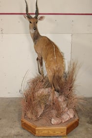 Life-sized BUSHBUCK on a Base with Wheels