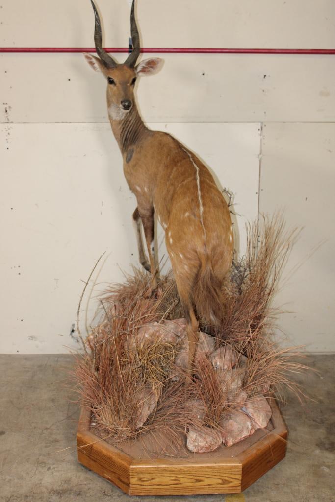 Life-sized BUSHBUCK on a Base with Wheels (1 of 12)