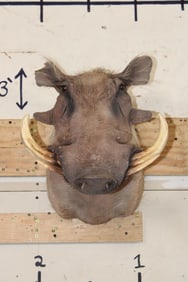 WARTHOG Shoulder Mount