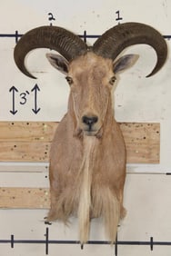 AOUDAD Shoulder Mount
