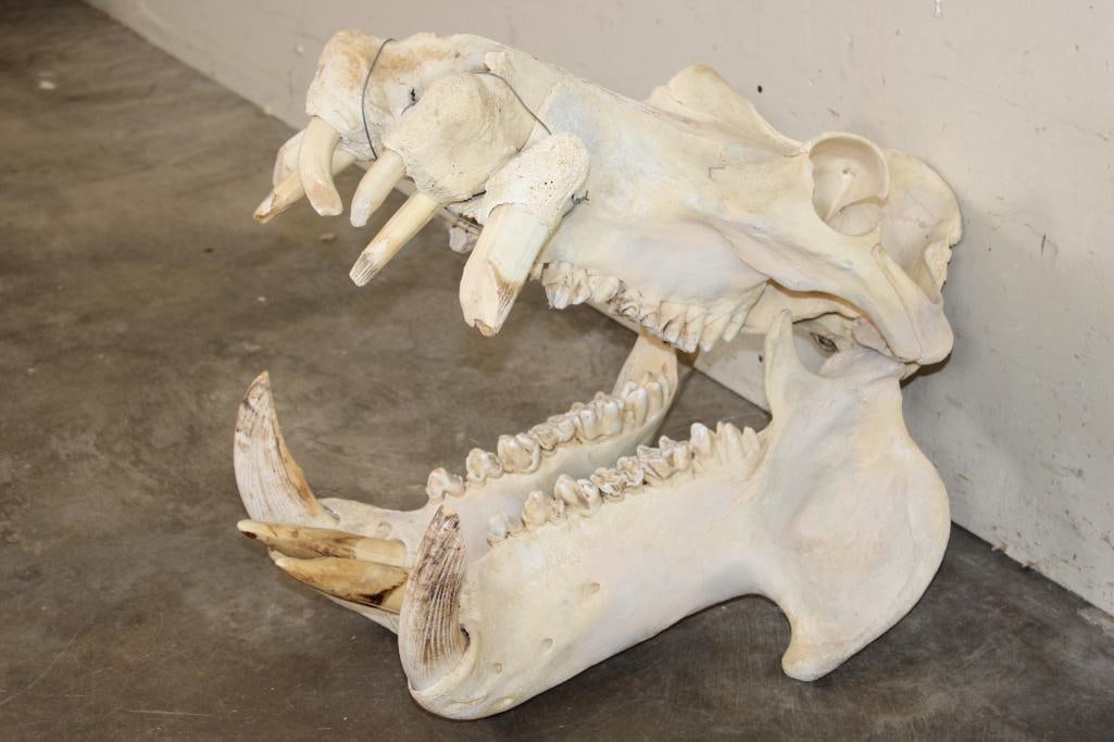 XL HIPPOPOTAMUS Skull with *Real Ivory* Teeth: XL HIPPOPOTAMUS Skull with *Real Ivory* Teeth. It has All of its Teeth except 2 small lower ones. The Hippo Skull measures 29" Long x 18" Wide x 23.5" Tall. TAXIDERMY