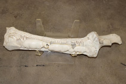 Scrimshawed HIPPOPOTAMUS Leg Bone by African artist JK ZULU