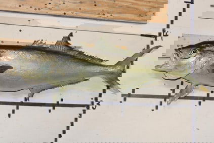 *Real Skin* GREATER AMBERJACK Fish Mount