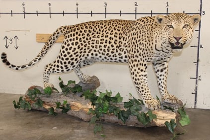 *TEXAS RESIDENTS ONLY* Massive Life-sized LEOPARD on a Log Wall Hanging Base