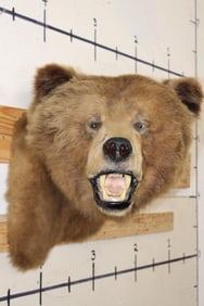 *Rarely Seen* Massive BROWN BEAR or GRIZZLY BEAR Shoulder Mount
