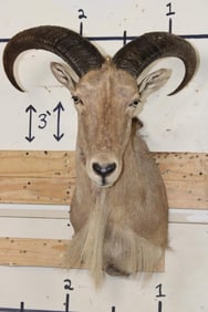 AOUDAD Shoulder Mount