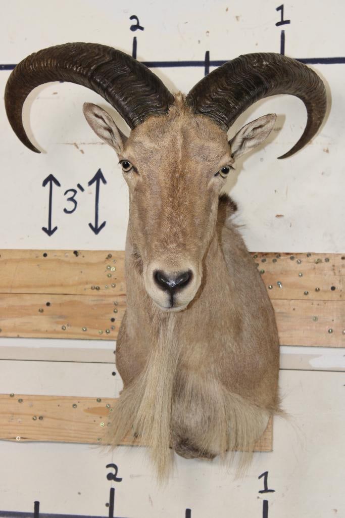 AOUDAD Shoulder Mount (1 of 9)