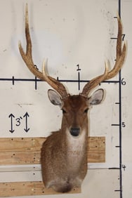 6-Point RUSA DEER Shoulder Mount