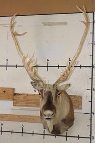 26-Point Double Shovel CARIBOU Shoulder Mount