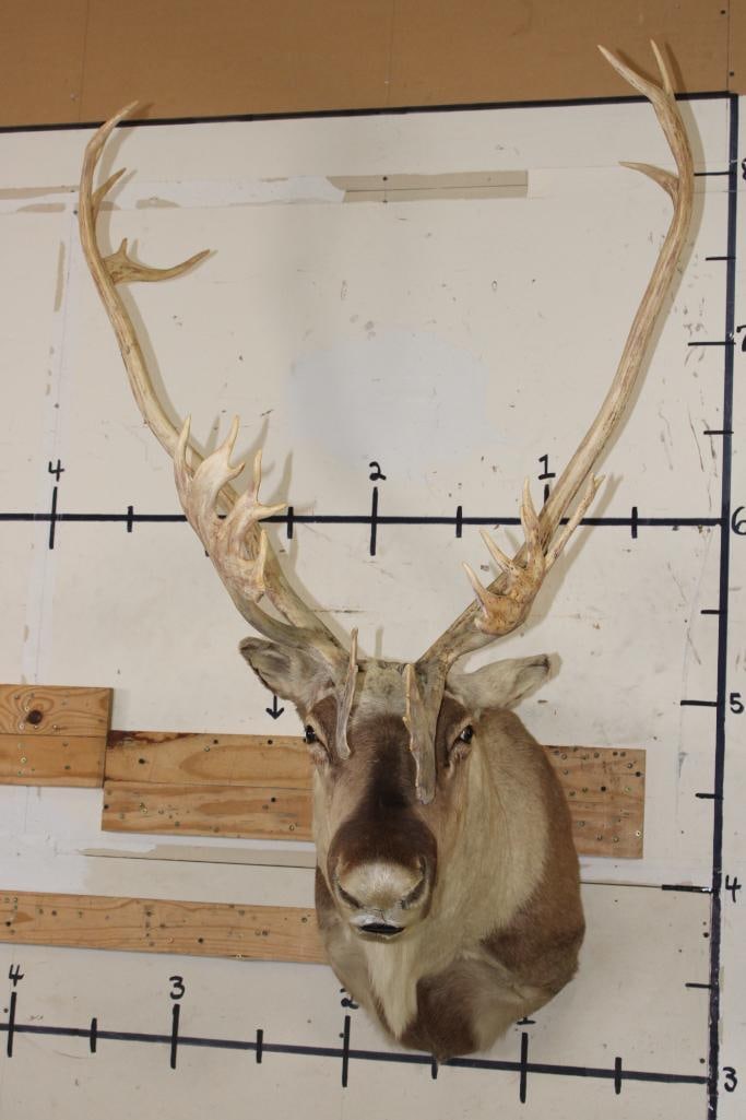 26-Point Double Shovel CARIBOU Shoulder Mount (1 of 11)