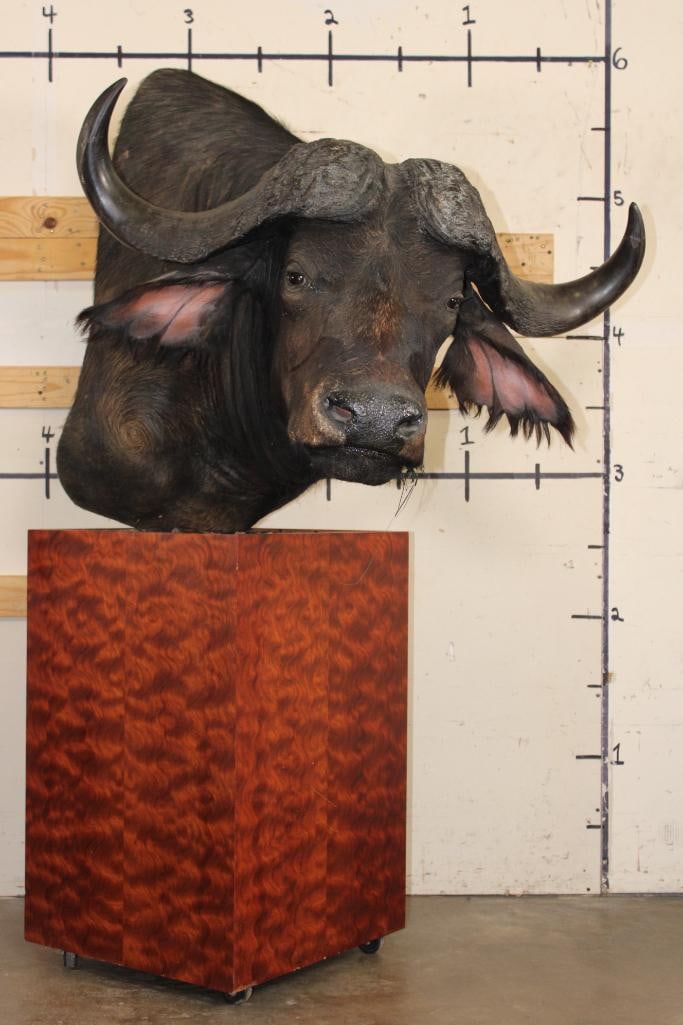 CAPE BUFFALO Pedestal Mount with Wheels (1 of 13)