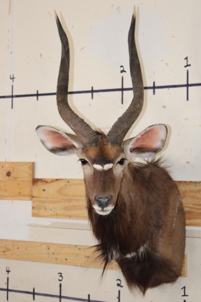 NYALA Shoulder Mount (1 of 9)