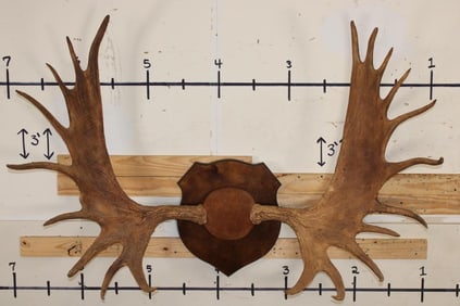 XXL 20-Point Mounted MOOSE Antler Rack on a Wooden Plaque