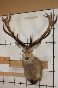 Big 16-Point RED STAG Shoulder Mount