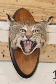 BOBCAT Shoulder Mount or Head Mount on a Wood Plaque
