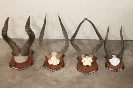(1) HARTEBEEST, (1) NYALA, (1) IMPALA, and (1) BUSHBUCK Horn Sets on Wooden Plaques (ONE$)