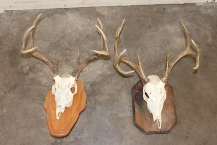 (1) WHITETAIL DEER Skull on a Wood Plaque, (1) WHITETAIL DEER Skull Wall Pedestal (ONE$)