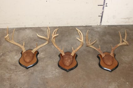 (3) WHITETAIL DEER Racks mounted on matching Wooden Plaques (ONE$)