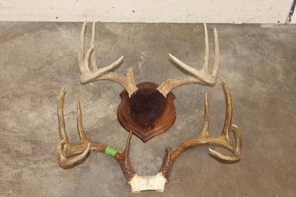 (1) WHITETAIL DEER Antler Rack on a Wooden Plaque and (1) WHITETAIL DEER Rack on a Skull Cap (ONE$)