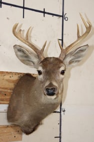 9-Point WHITETAIL DEER Shoulder Mount