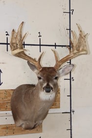 Big with a Heavy 19-Point Rack WHITETAIL DEER Shoulder Mount