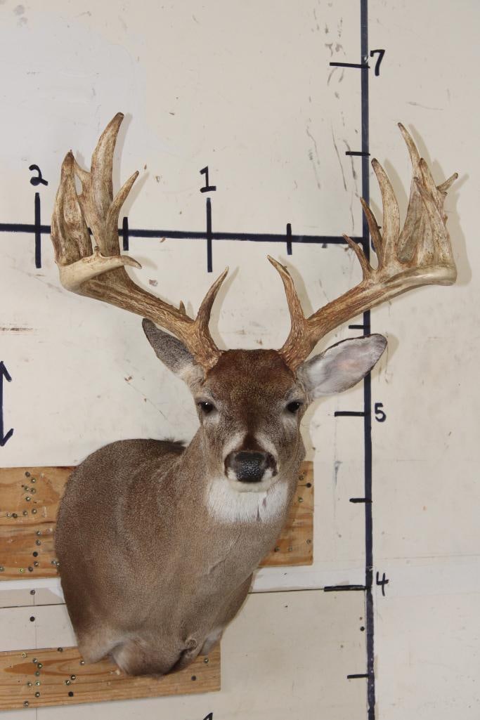 Big With A Heavy 19-point Rack Whitetail Deer Shoulder Mount - Jul 25 ...