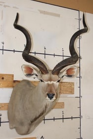 Big KUDU Shoulder Mount