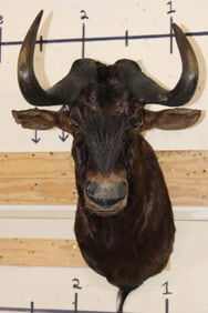 BLACK WILDEBEEST Shoulder Mount