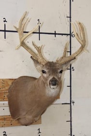 Big 25-Point WHITETAIL DEER Shoulder Mount