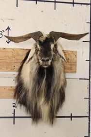 CATALINA GOAT Shoulder Mount