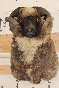 ARAPAWA SHEEP Ram Shoulder Mount