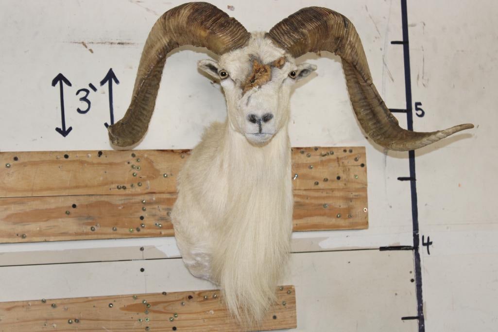 TEXAS DALL SHEEP with Freak Horn Deformity growing from its Face! (1 of 11)
