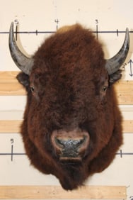 Big BUFFALO or BISON Shoulder Mount
