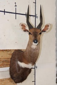 BUSHBUCK Shoulder Mount