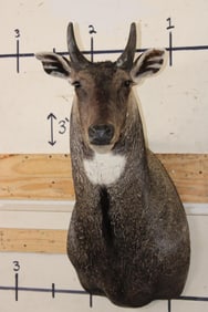 NILGAI Bull Shoulder Mount