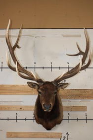Big 12-Point ELK Shoulder Mount with Removable Antlers