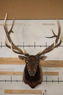 Big 12-Point ELK Shoulder Mount with Removable Antlers: Big 12-Point ELK Shoulder Mount. It has a 46.5" Spread and&nbsp;Removable Antlers. TAXIDERMY