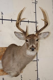 8-Point WHITETAIL DEER Shoulder Mount with a Tall Basket