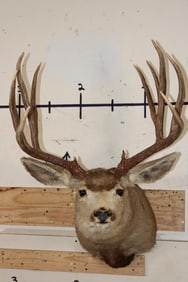 11-Point MULE DEER Shoulder Mount