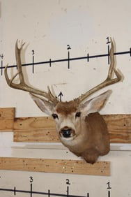 7-Point MULE DEER Shoulder Mount
