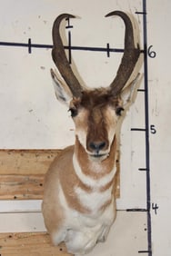 PRONGHORN Shoulder Mount