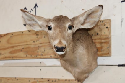 WHITETAIL DOE Shoulder Mount