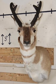 *Like New* PRONGHORN Shoulder Mount