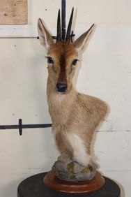 COMMON DUIKER Pedestal Mount on a Round Wooden Base