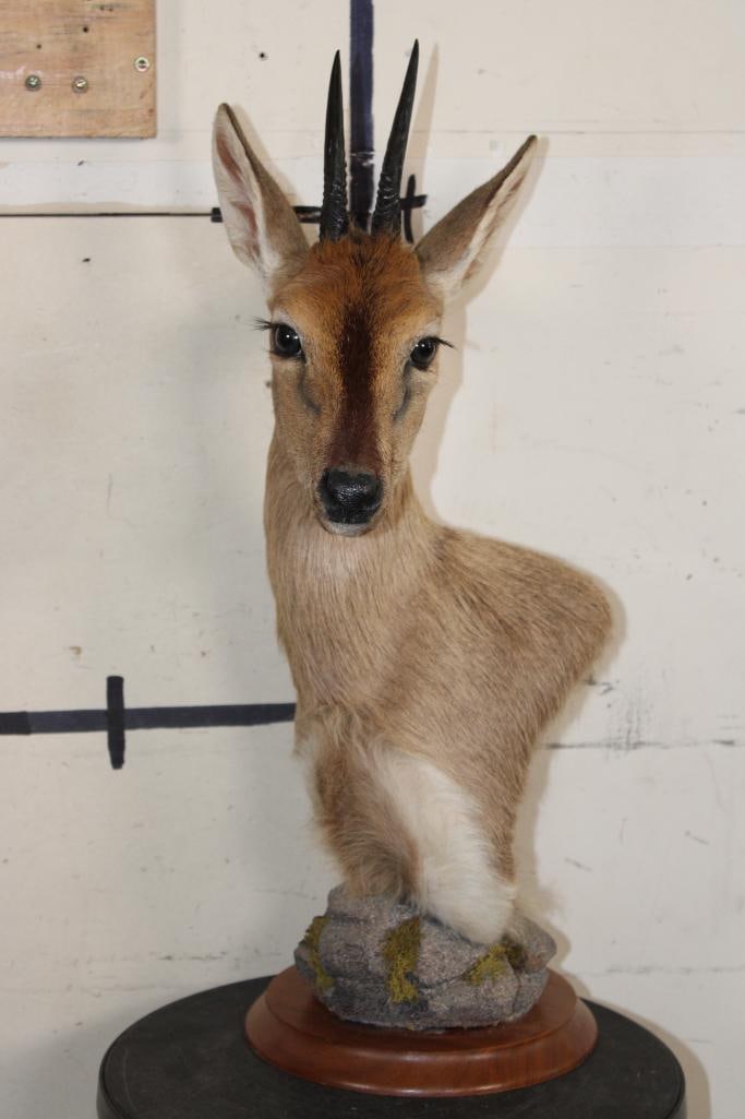 COMMON DUIKER Pedestal Mount on a Round Wooden Base (1 of 9)