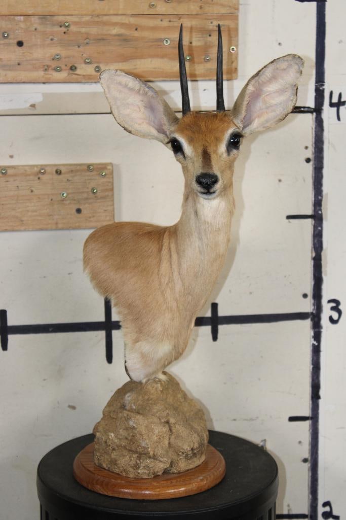 STEENBOK Table Pedestal Mount: Nice and Clean STEENBOK Table Pedestal Mount. It measures 23" Tall x 8" Wide. The back of the Left ear has very minor damage, otherwise the mount is in Good Condition. TAXIDERMY