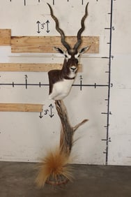 Big BLACKBUCK on a Unique Wooden Pedestal