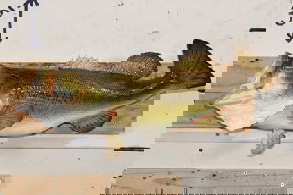 *Real Skin* Large Mouth BASS Fish Mount