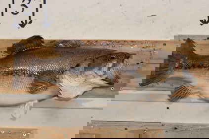 *Real Skin* BASS Fish Mount