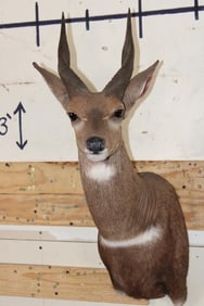 BUSHBUCK Shoulder Mount